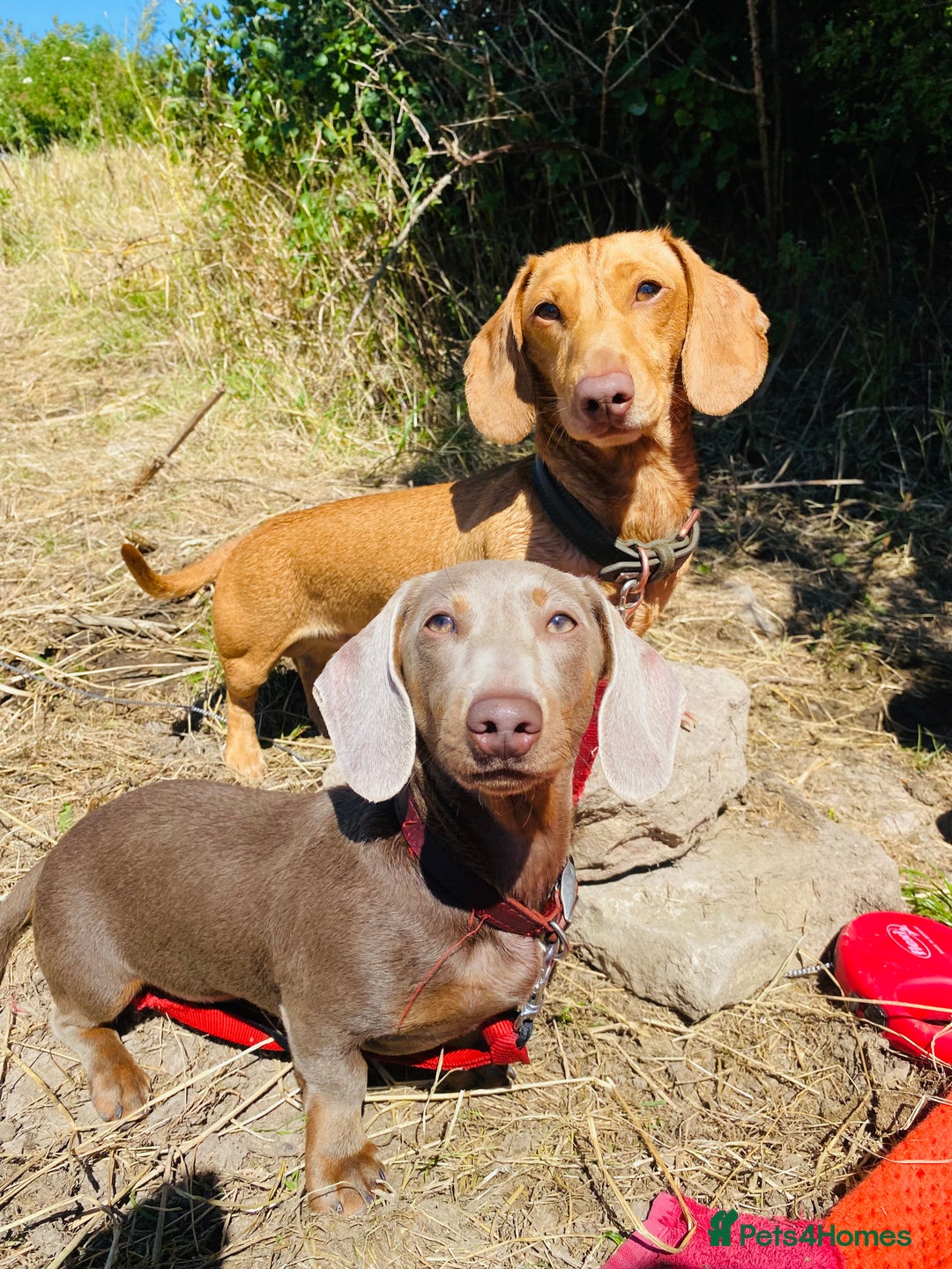 Dachshund dogs for sale: 1 gorgeous sausage dog boy  - Image 8
