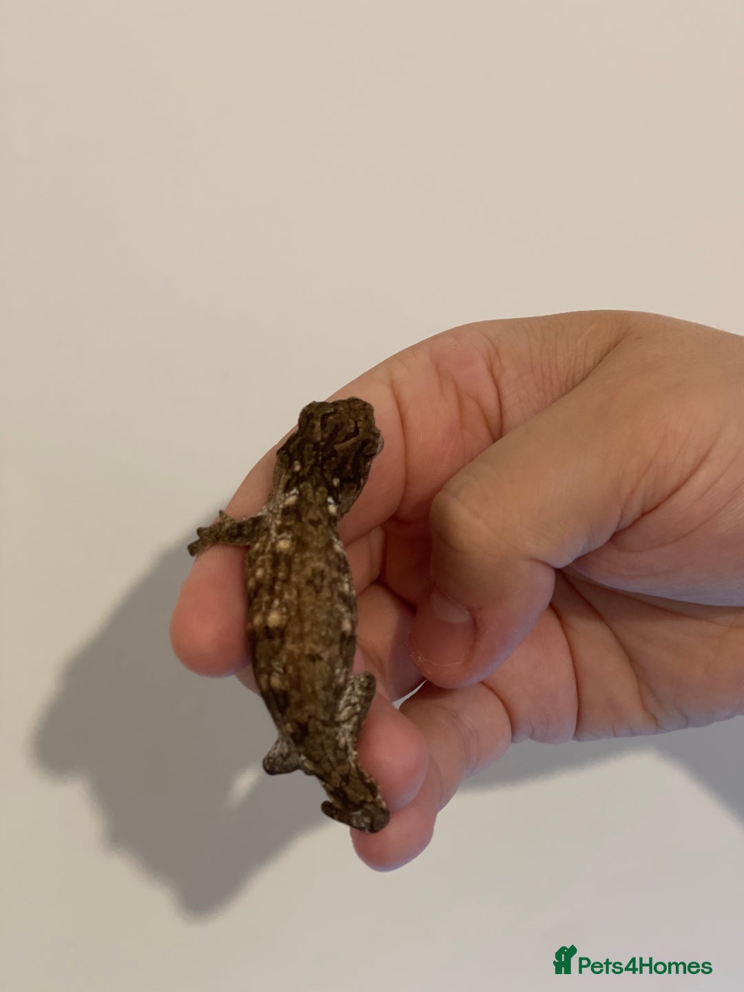 Gecko reptiles for sale: Caledonian giant gecko - Advert 9