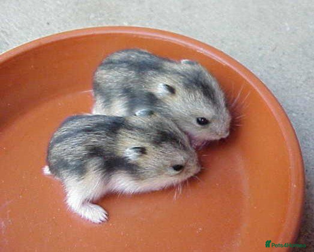Hamster rodents for sale: Dwarf hamsters for sale 🙂 - Image 7