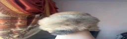 Pomeranian dogs for sale: Small pedigree puppies - Advert 21