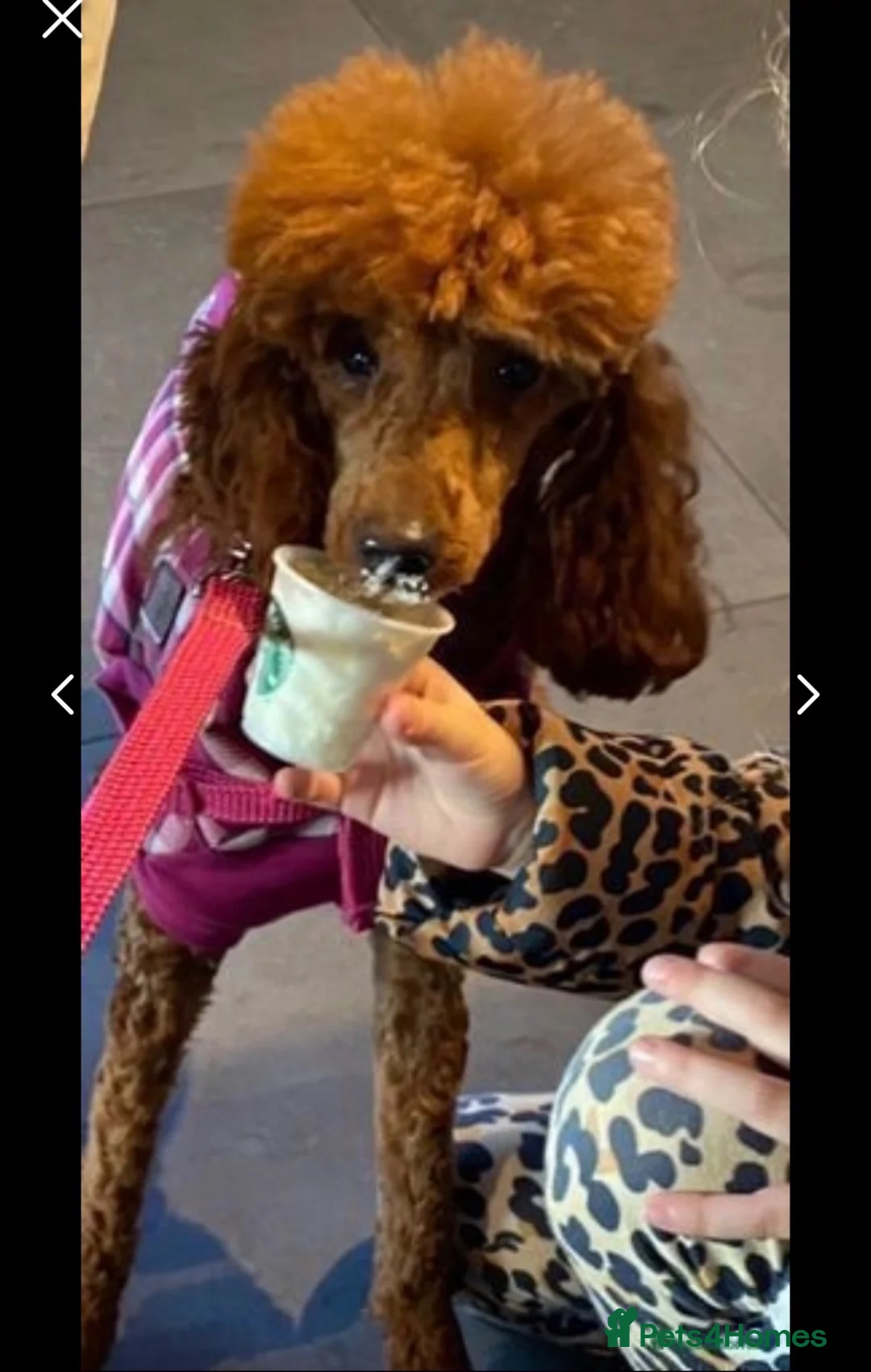 Miniature Poodle dogs for sale: Miniature poodle female  - Advert 2