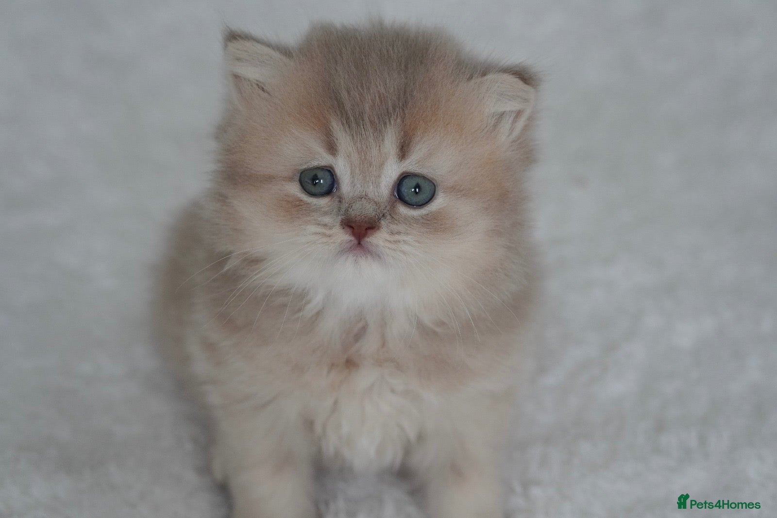 Munchkin cats Beautiful munchkin kittens - Advert 1