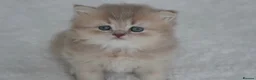 Munchkin cats for sale: Beautiful munchkin kittens - Advert 6