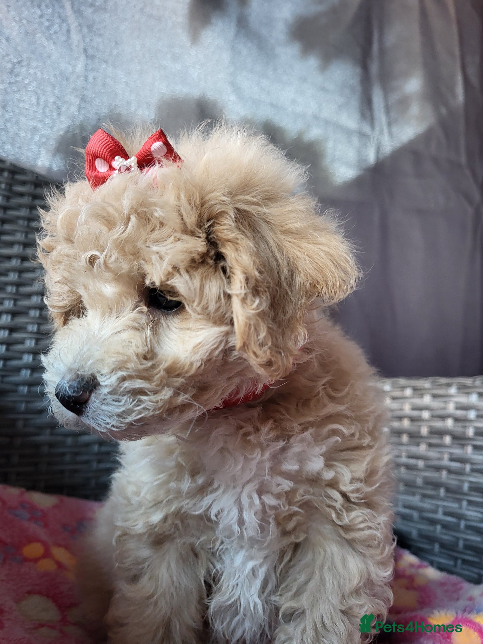 Poochon dogs Poochon READY TO GO - Advert 1