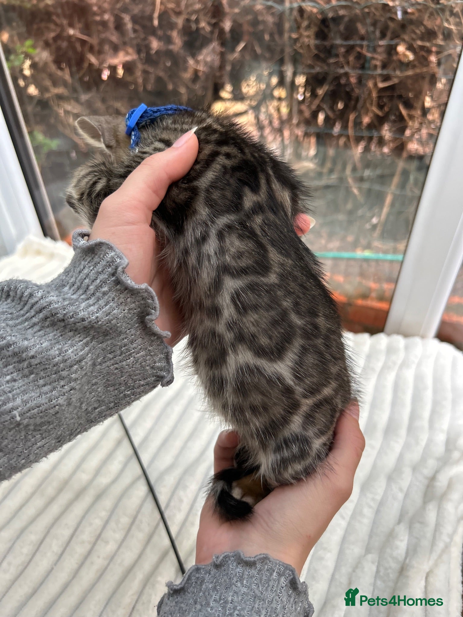 Bengal cats Pure Bengal Kittens ❤️ready for their new home 🏡  - Advert 2