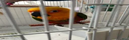 Conures birds for sale: Green RingNeck Parrot and Jenday Conure in Corby - Advert 4