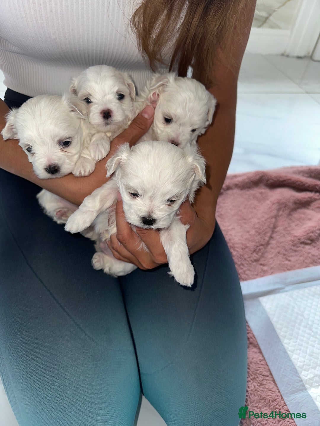 Maltese dogs for stud: Fabulous proven miniature Maltese for stud 🌟 in South Shields - Image 25