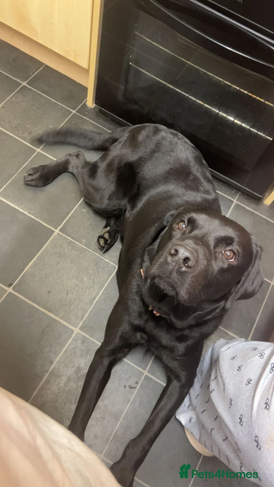 Labrador Retriever dogs for sale: Labrador KC Reg Boy 1 Year Old in Bruton - Advert 2