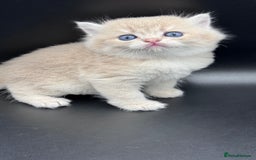 British Shorthair cats for sale: BSH GCCF GOLDEN AND BLUE KITTENS  - Image 3