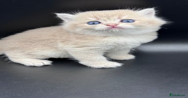 British Shorthair cats - Advert 1