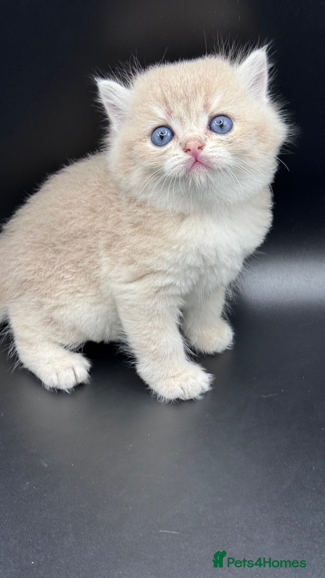 British Shorthair cats for sale: BSH GCCF GOLDEN AND BLUE KITTENS  - Image 3