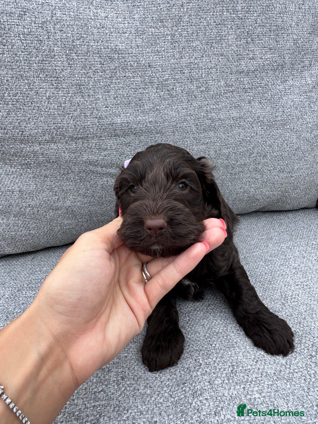 Cockapoo dogs for sale: Beautiful F1 cockerpoo puppies  - Image 10