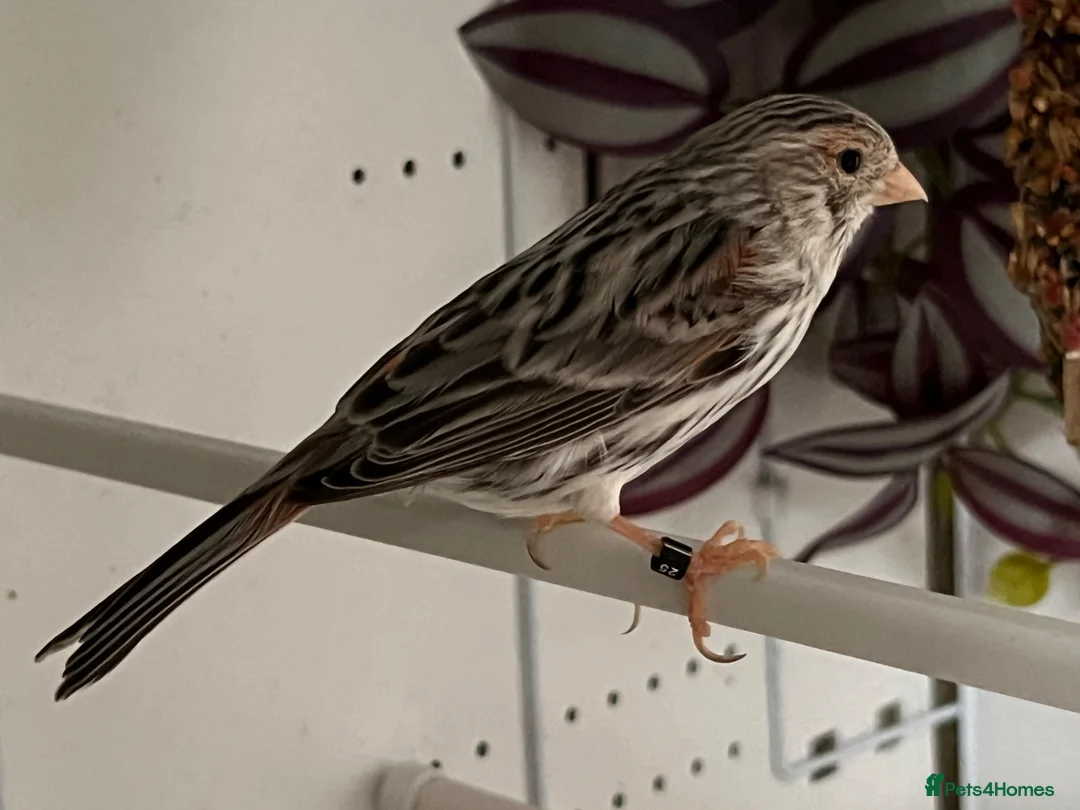 Canaries birds for sale: Breeding pair agate canaries - Advert 3