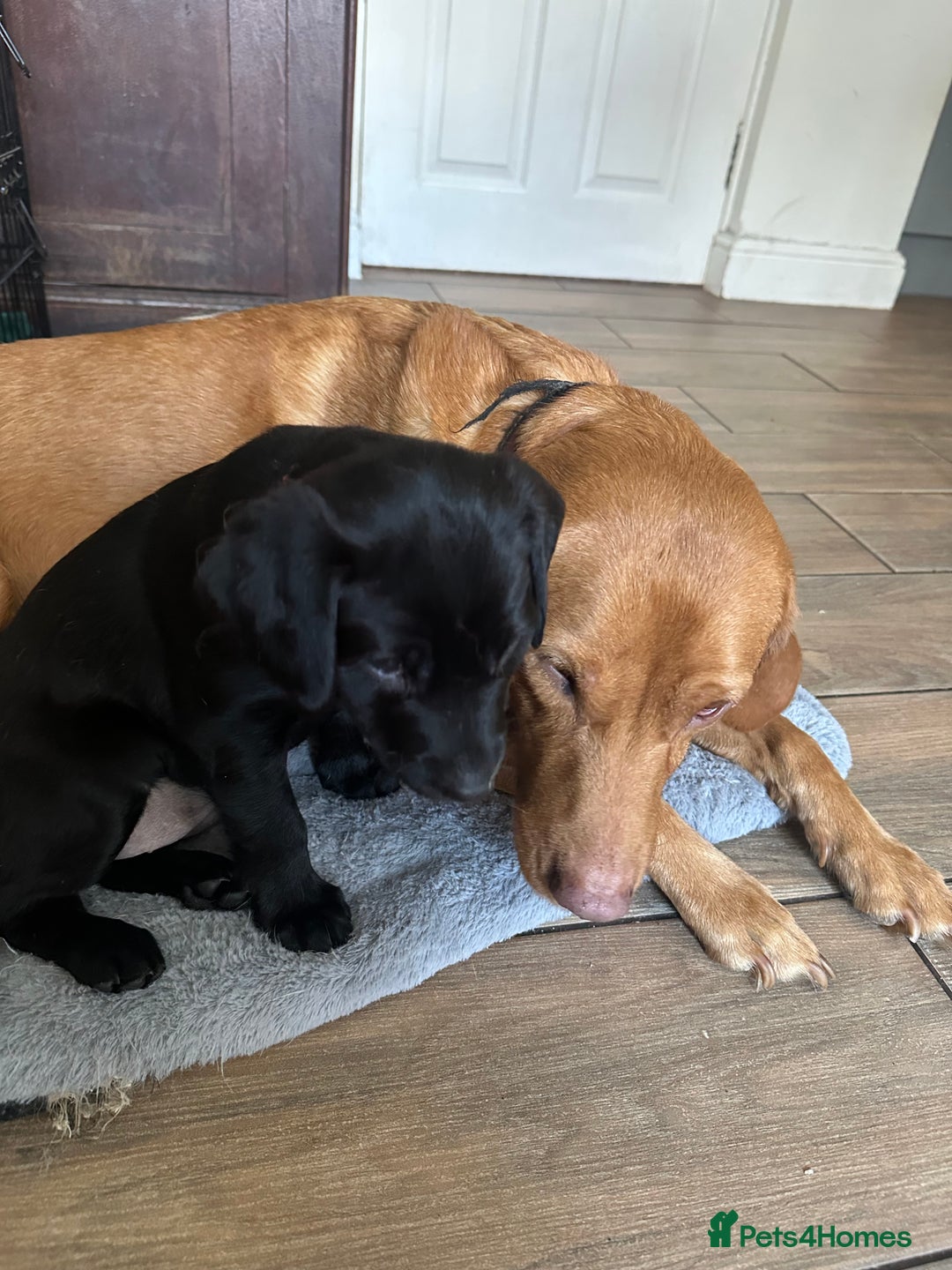 Labrador Retriever dogs for sale: Velvet black old English Labrador puppies  - Advert 6