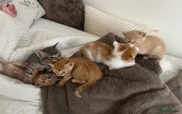 Mixed Breed cats for sale: Beautiful Kittens for sale - Image 14