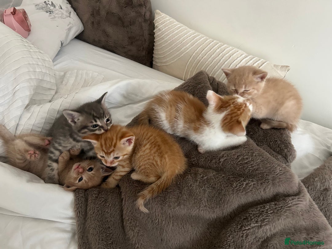 Mixed Breed cats for sale: Beautiful Kittens for sale - Image 14