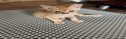 Mixed Breed cats for sale: Amazing Half Bengals !!! - Advert 7