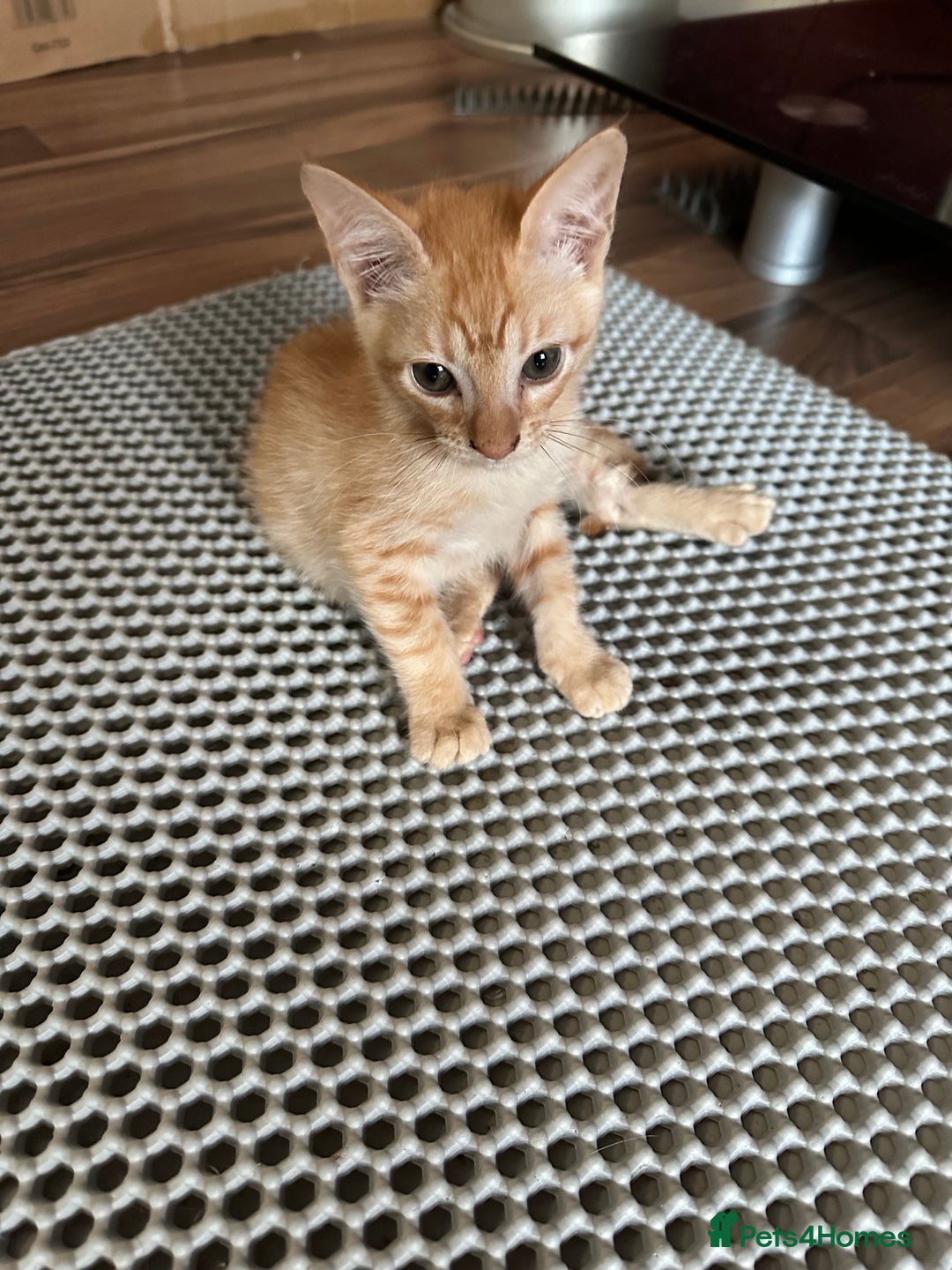Mixed Breed cats for sale: Amazing Half Bengals !!! - Advert 7