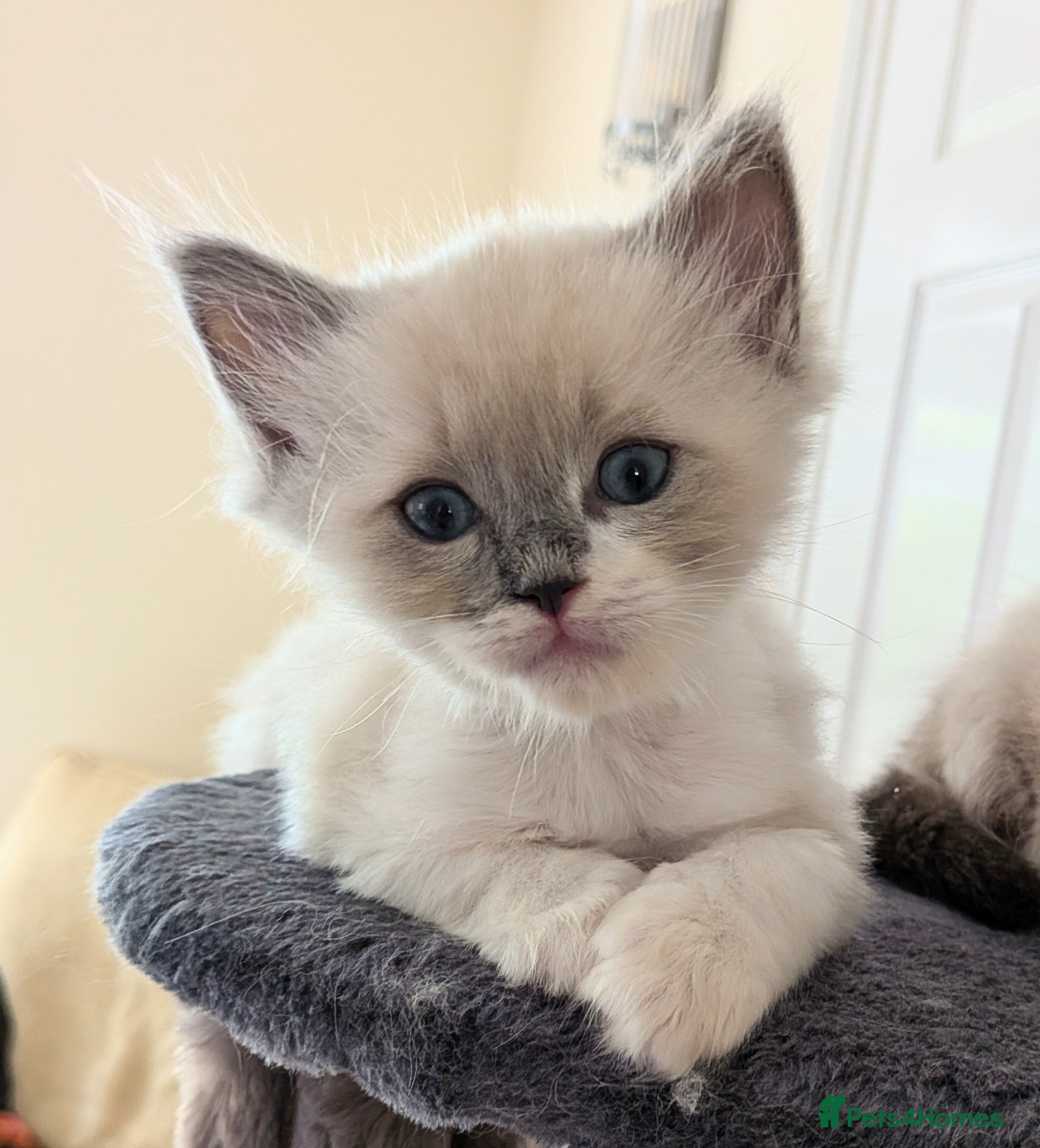 Ragdoll cats 🏆 GCCF Champion Ragdolls • Active Considered - Advert 2