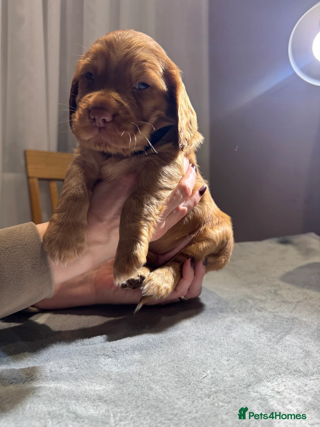 Cocker Spaniel dogs for sale: Adorable cocker spaniel puppies - Advert 6