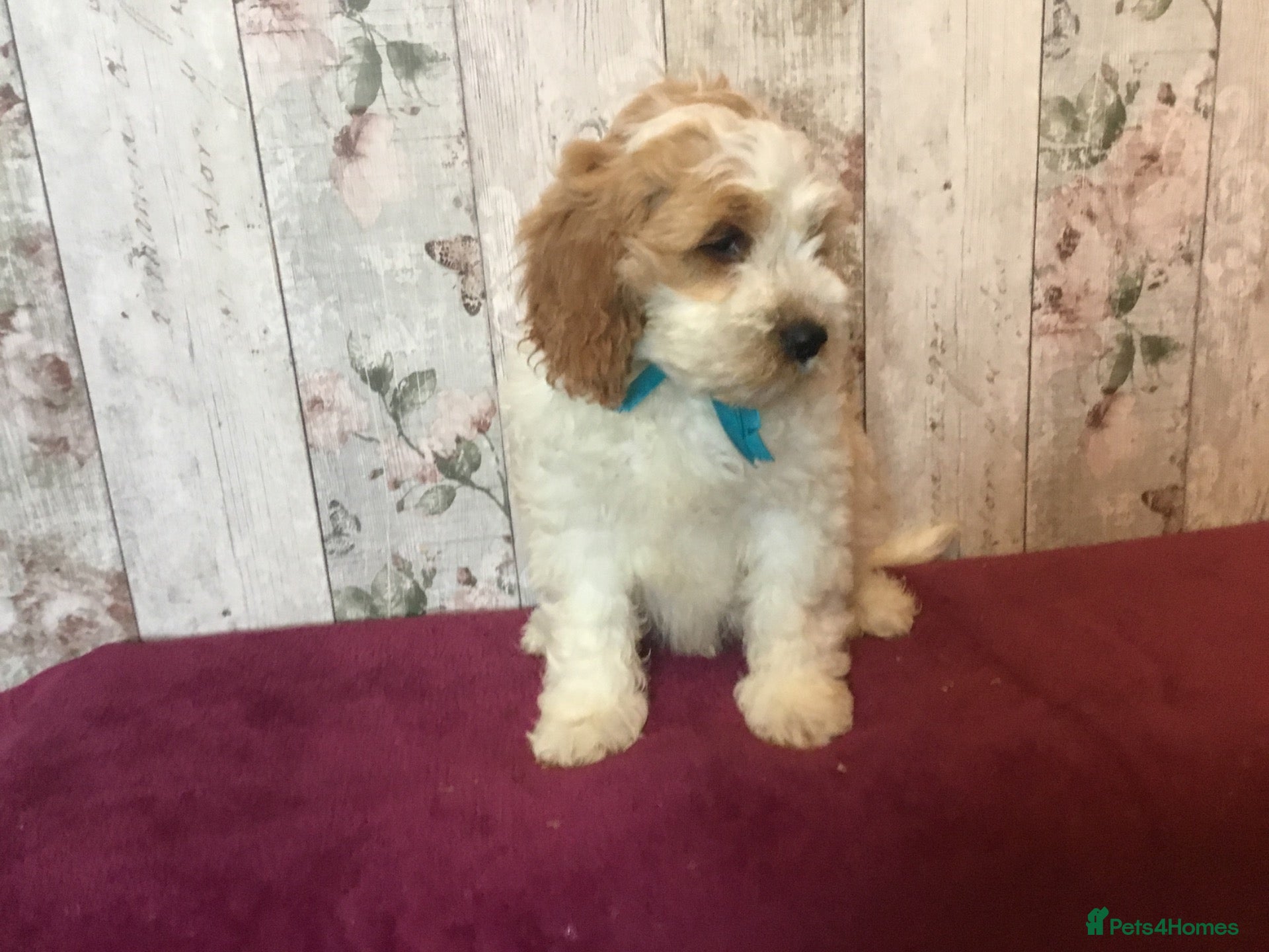 Mixed Breed dogs Adorable fluffball Cockalierpoo pups - Advert 2