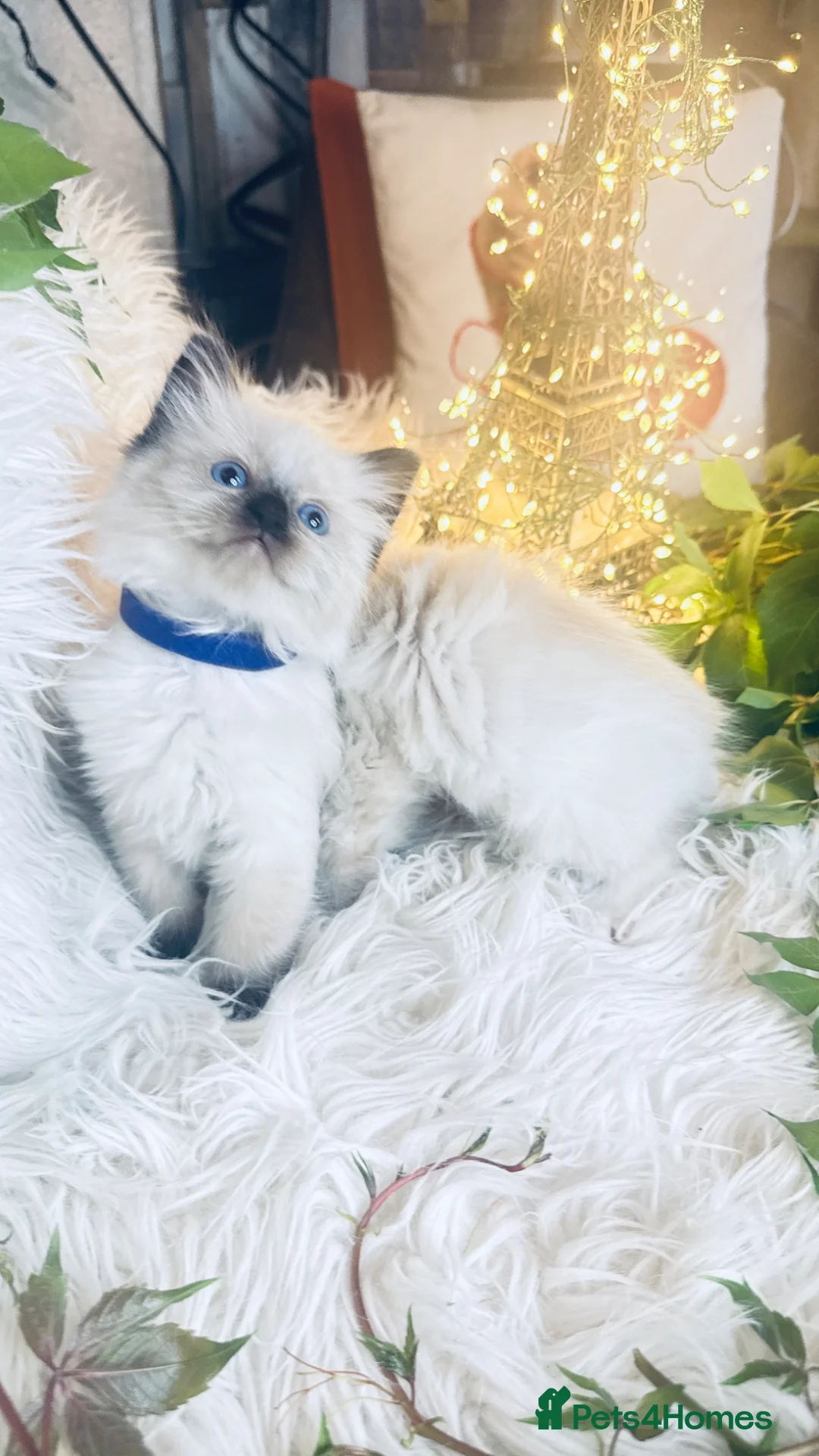 Ragdoll cats for sale: Pure Sealpoint / Bluepoint Mitted Lynx Ragdoll  - Advert 2