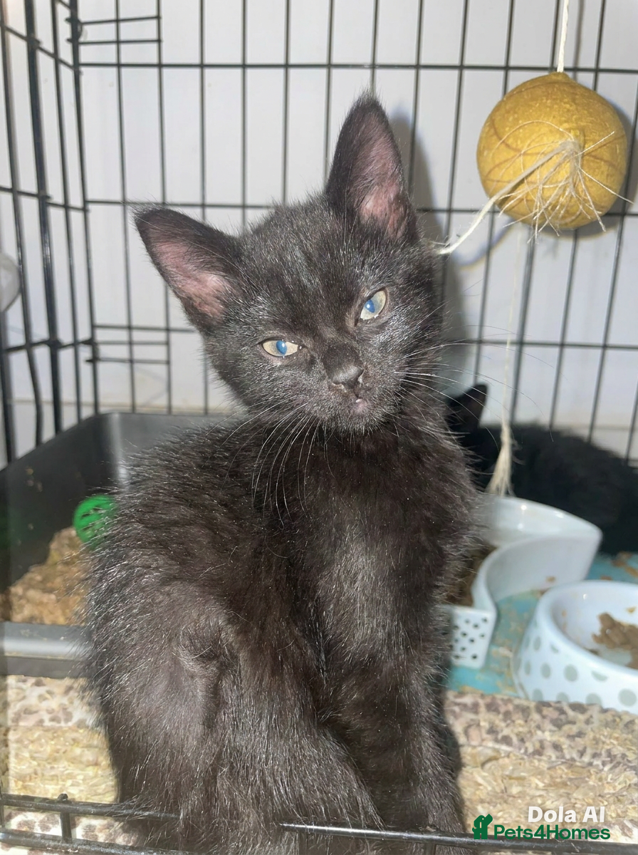 Mixed Breed cats BSH KITTEN FREE TOO GOOD HOME - Advert 15