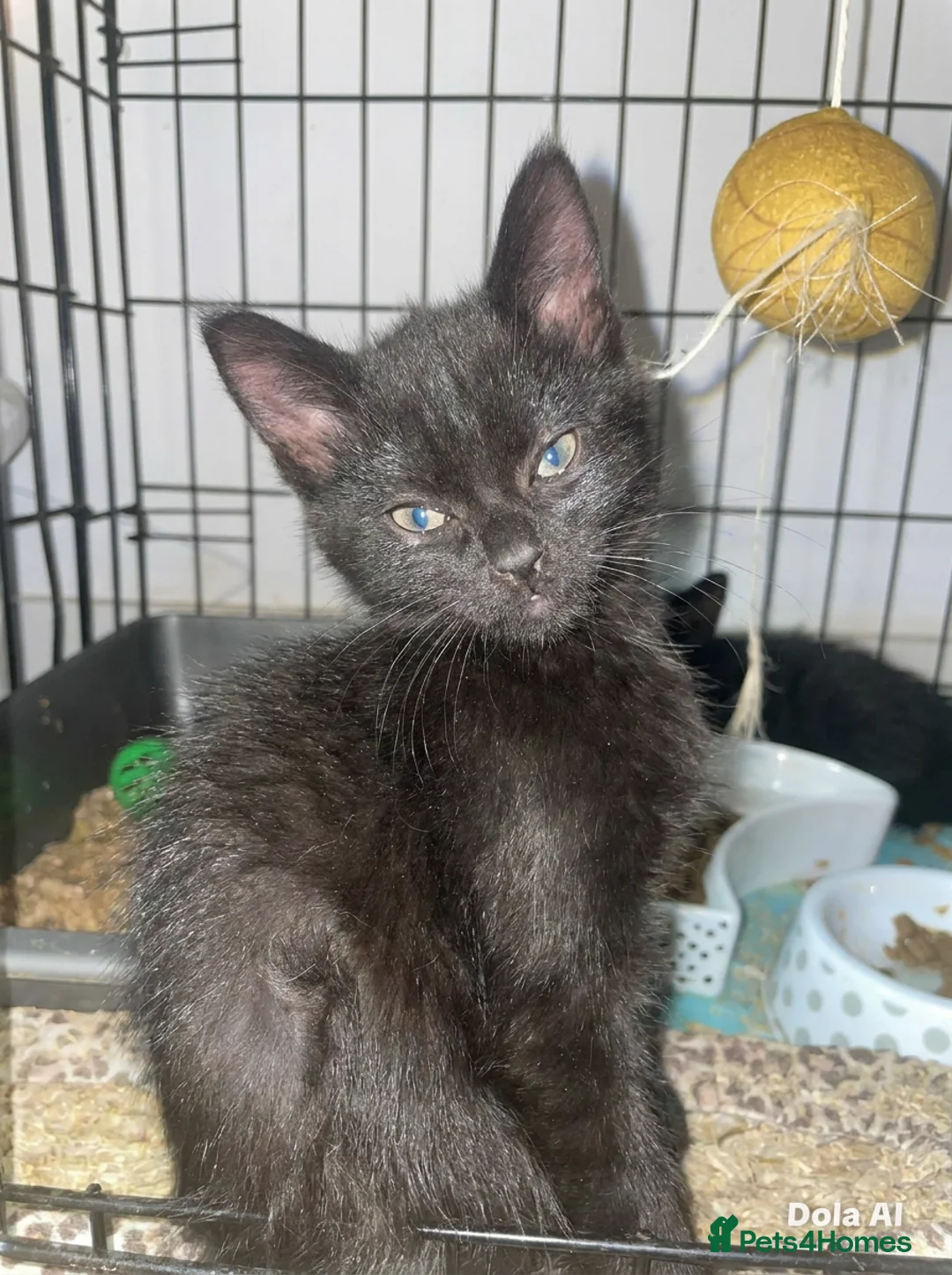Mixed Breed cats for sale: BSH KITTEN FREE TOO GOOD HOME in Huddersfield - Advert 1