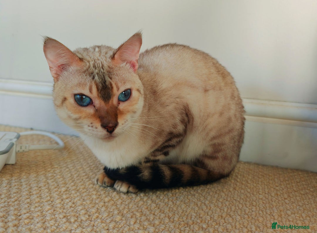 Bengal cats for sale: Rare Blue-eyed Snow Bengal female cat - Image 5