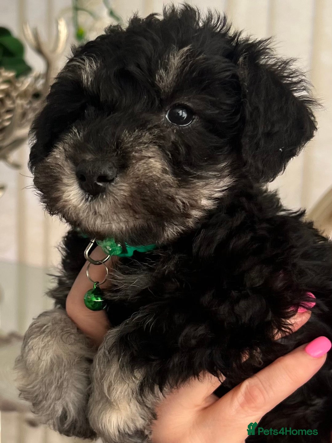 Mixed Breed dogs for sale: 🐾🐶Schnauzer/ Schnoodles 🐶🐾 - Image 21