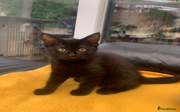 British Longhair cats for sale: 5 adorable male kittens - Image 5
