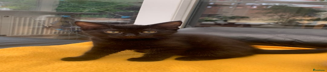 British Longhair Kitten 2