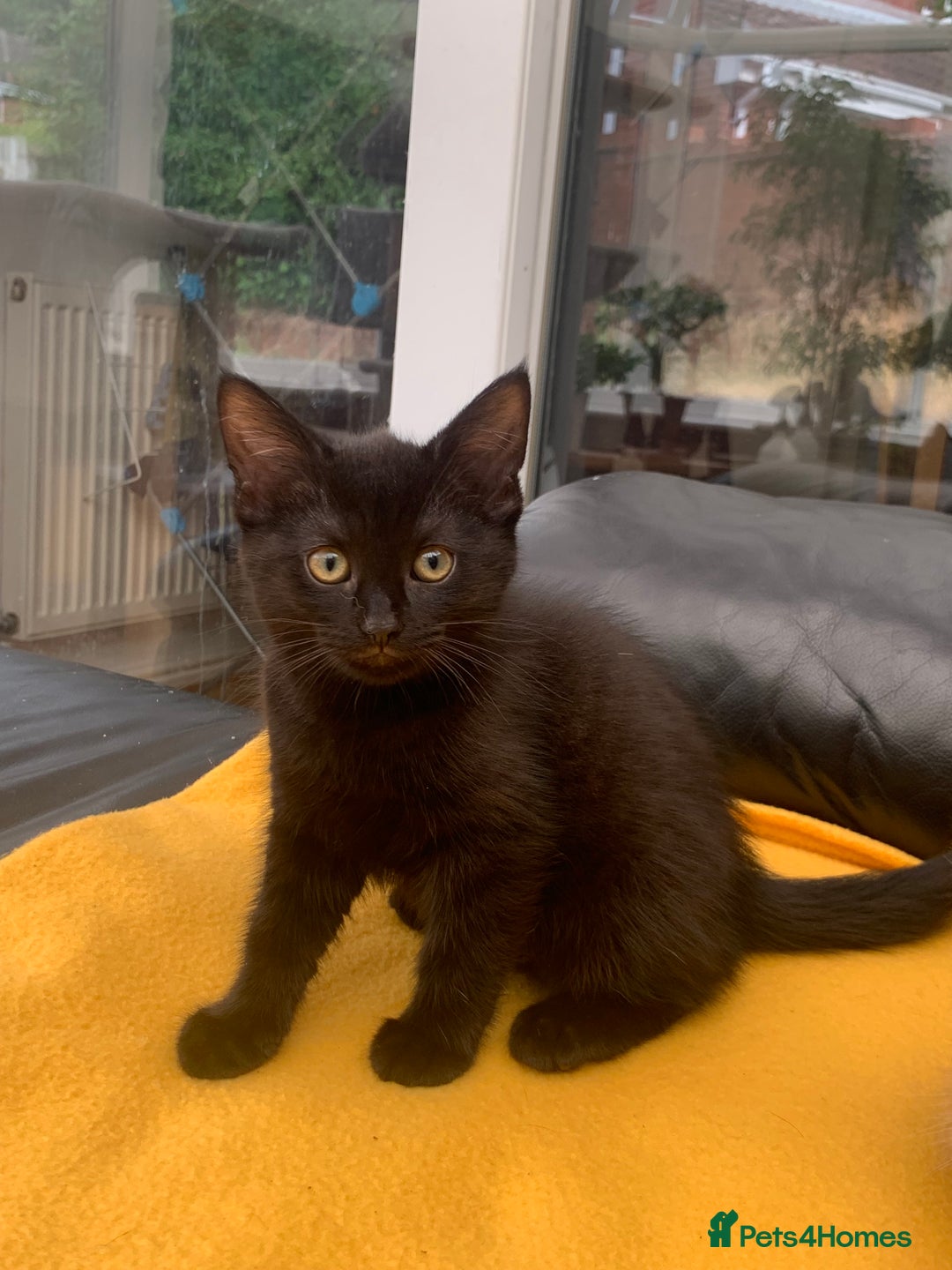British Longhair cats for sale: 5 adorable male kittens - Image 5
