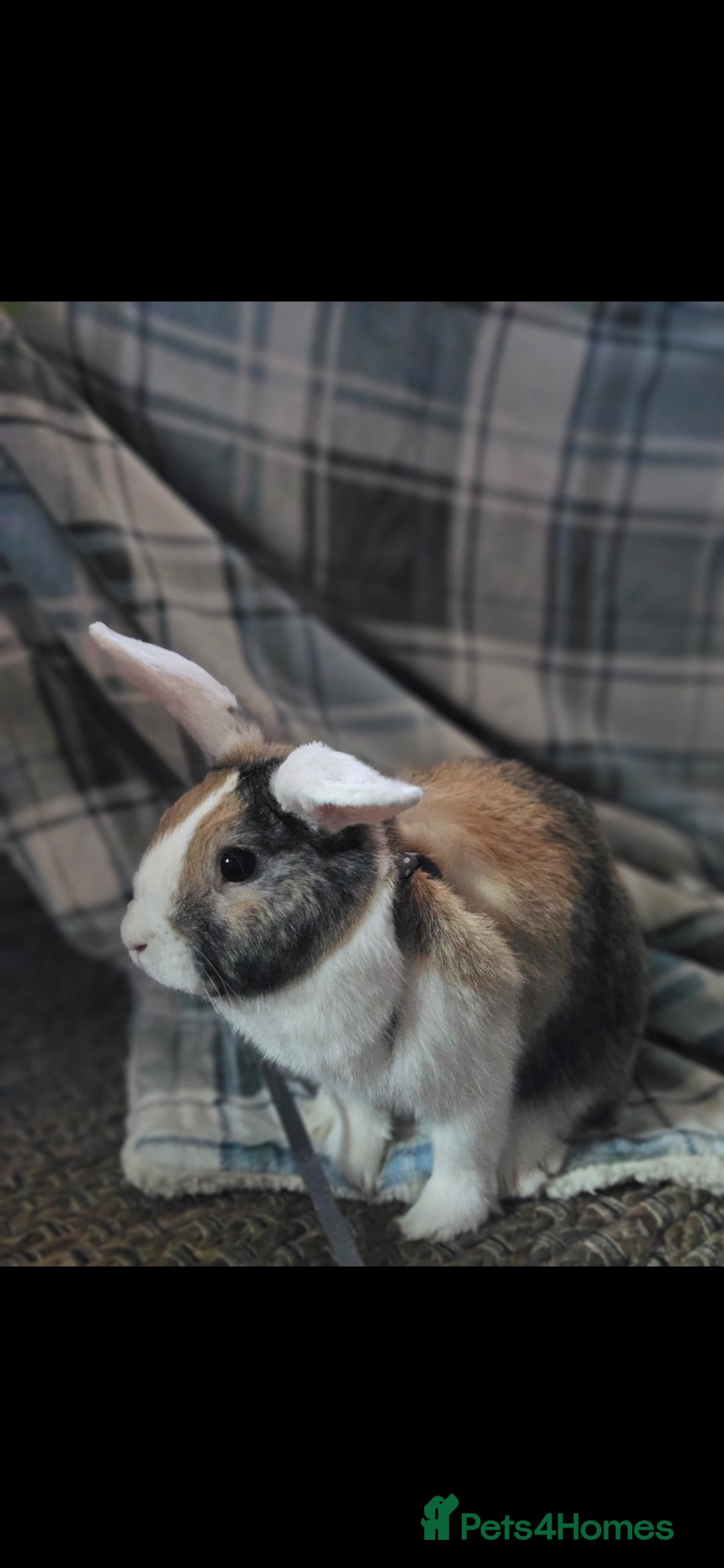 Mixed Breed rabbits for sale: 2 rabbits for rehoming ASAP - Advert 2