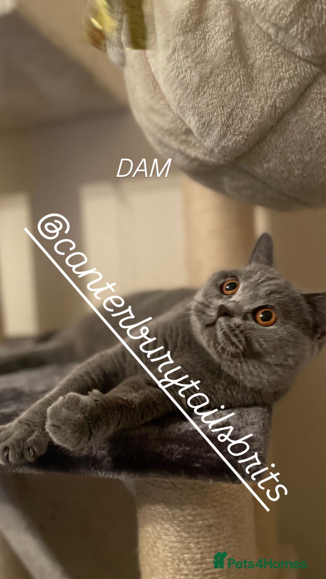 British Shorthair cats for sale: 1 Remaining Superior BSH Kittens GCCF Reg  - Advert 3