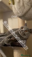British Shorthair cats - Advert 3