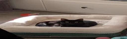 Mixed Breed cats for sale: Adult cats for sales in London - Advert 5