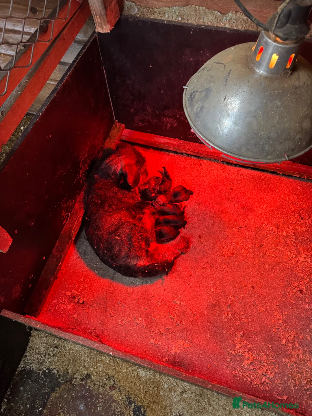 Dachshund dogs for sale: Teckel pups  - Advert 1