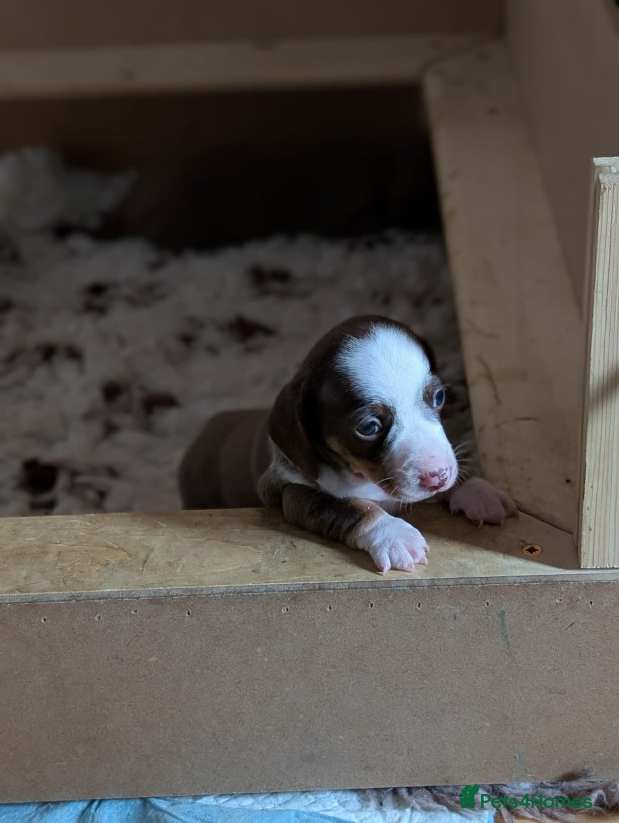 Miniature Dachshund dogs (ONLY ONE LEFT)MINIATURE DACHSHUND PUPPIES  - Advert 7
