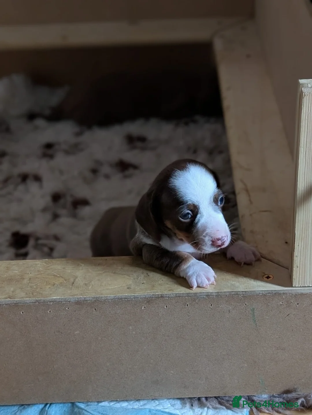 Miniature Dachshund dogs for sale: (ONLY ONE LEFT)MINIATURE DACHSHUND PUPPIES  - Advert 1