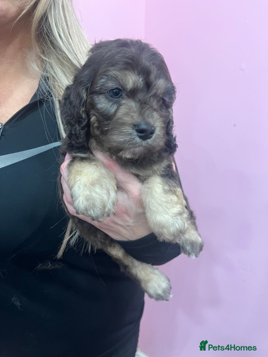 Cavapoo dogs for sale: Cavapoos f1 boys and girls  - Advert 8