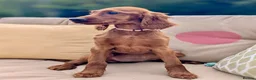 Irish Setter dogs for sale: Kennel Club Irish Setter Puppies  - Advert 7