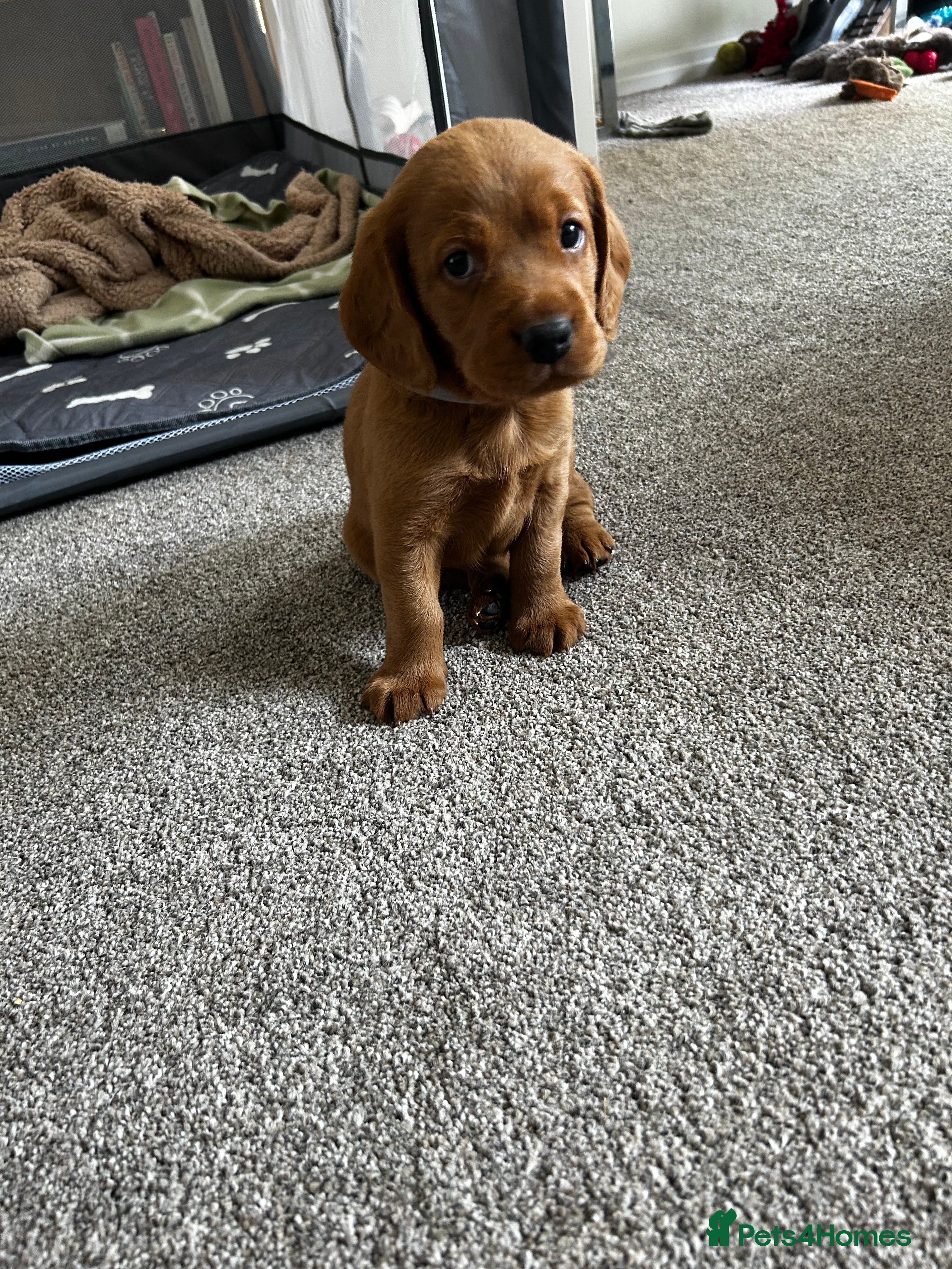 Mixed Breed dogs Beagle/Red Fox Lab x Red Fox Lab pups - Advert 2