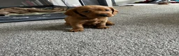 Mixed Breed dogs for sale: Beagle/Red Fox Lab x Red Fox Lab pups - Advert 2
