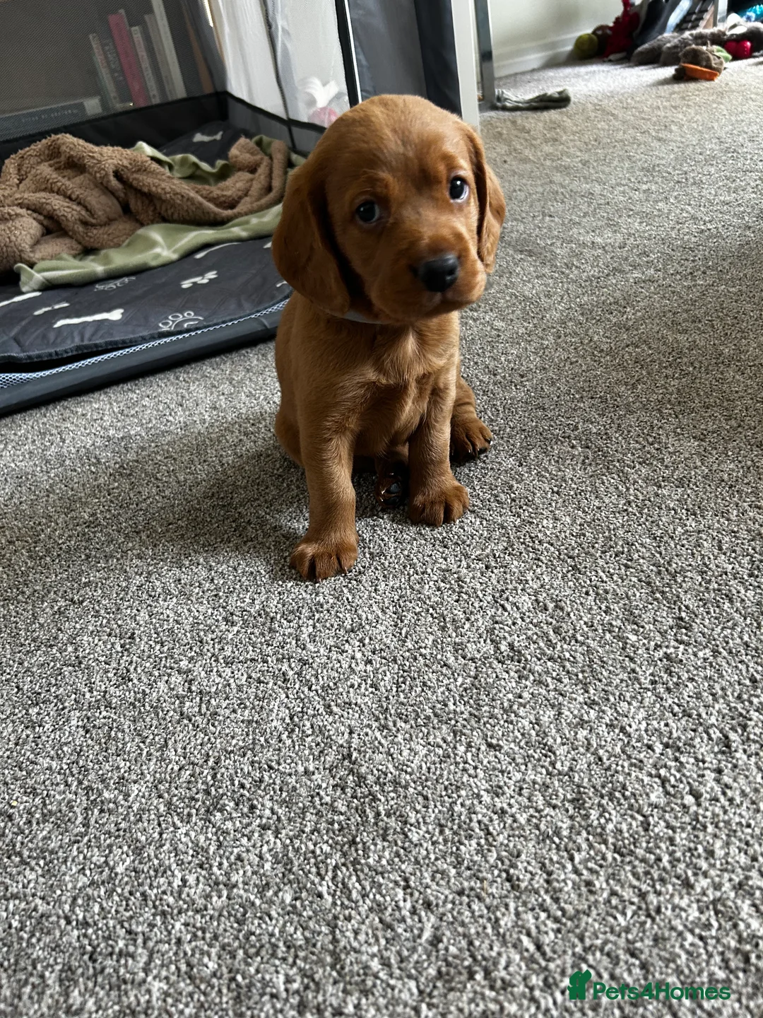 Mixed Breed dogs for sale: Beagle/Red Fox Lab x Red Fox Lab pups - Advert 2
