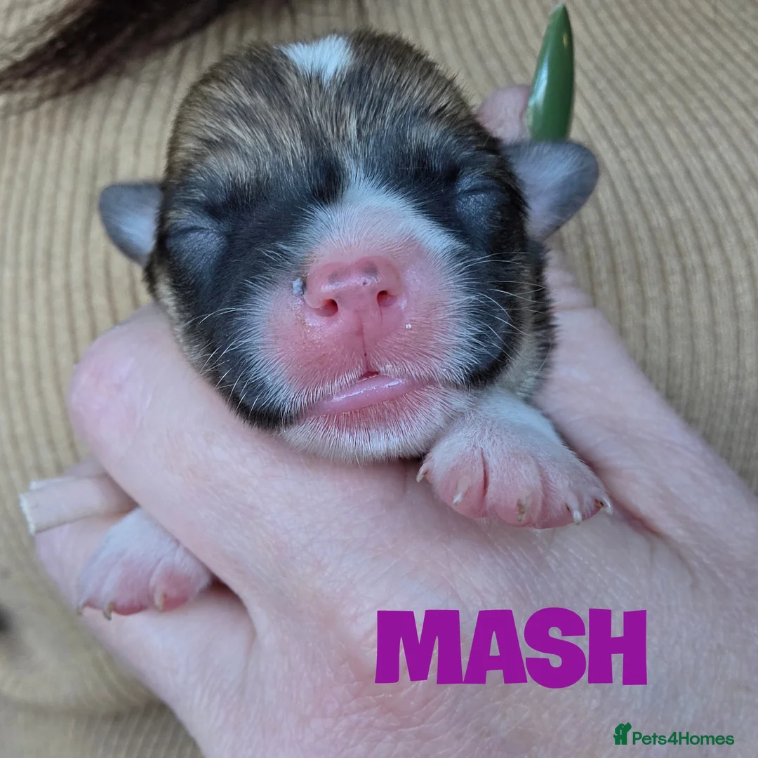 Welsh Corgi Pembroke dogs for sale: Absolutely Stunning WPC Puppies  - Advert 2