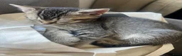 Mixed Breed cats for sale: Adorable bengal mixed kittens - Advert 2