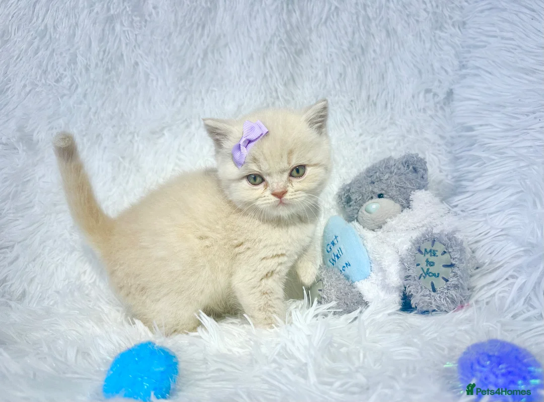 British Shorthair cats for sale: ⭐️ British Shorthair & Longhaired Kittens⭐️  - Advert 19
