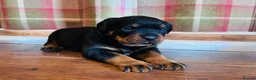 Rottweiler dogs for sale: KC Registered Rottweiler Babies 🐾🐾🐾 - Advert 4