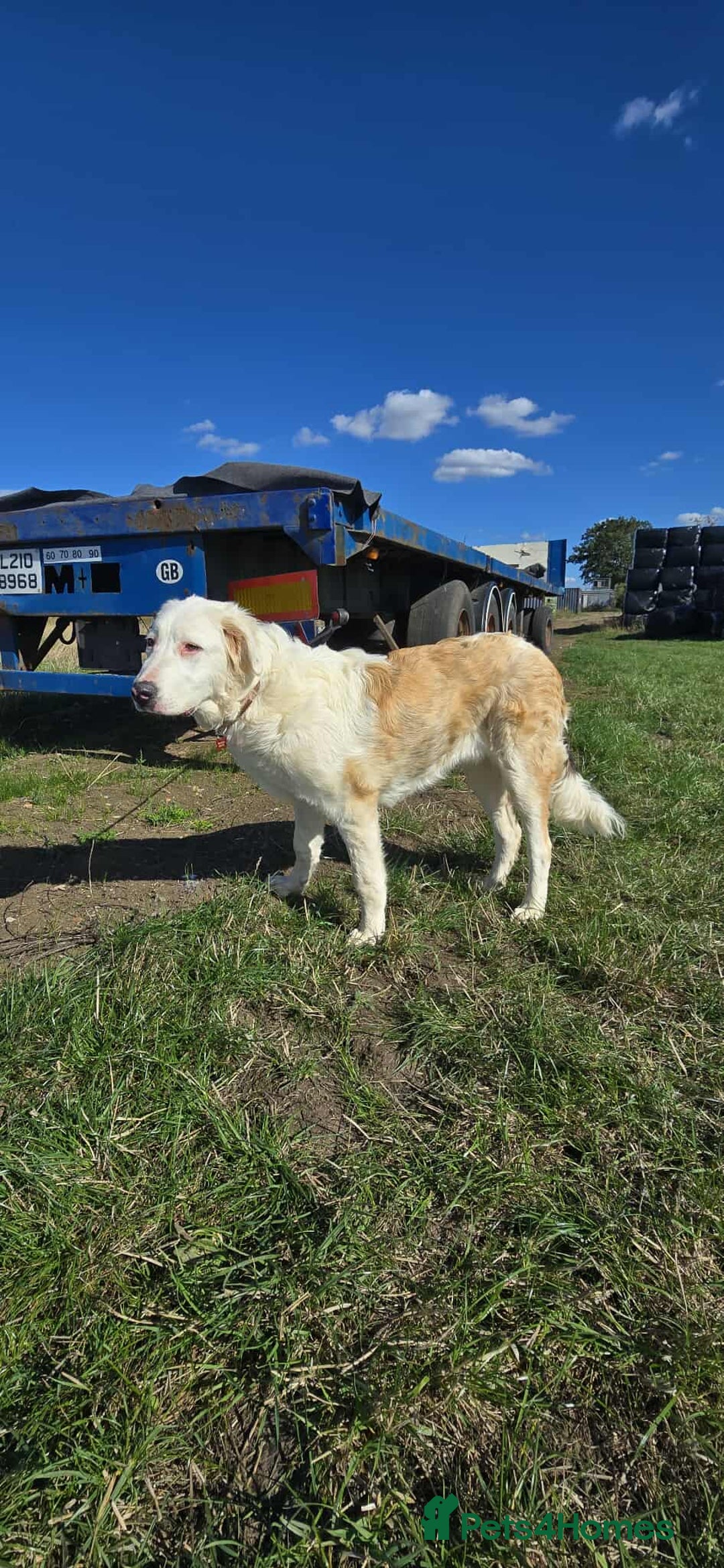 Mixed Breed dogs for adoption: TESS the big softie  - Image 4